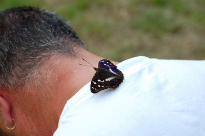 Charaxes jasius, farfalla senza paura ma non senza macchia!